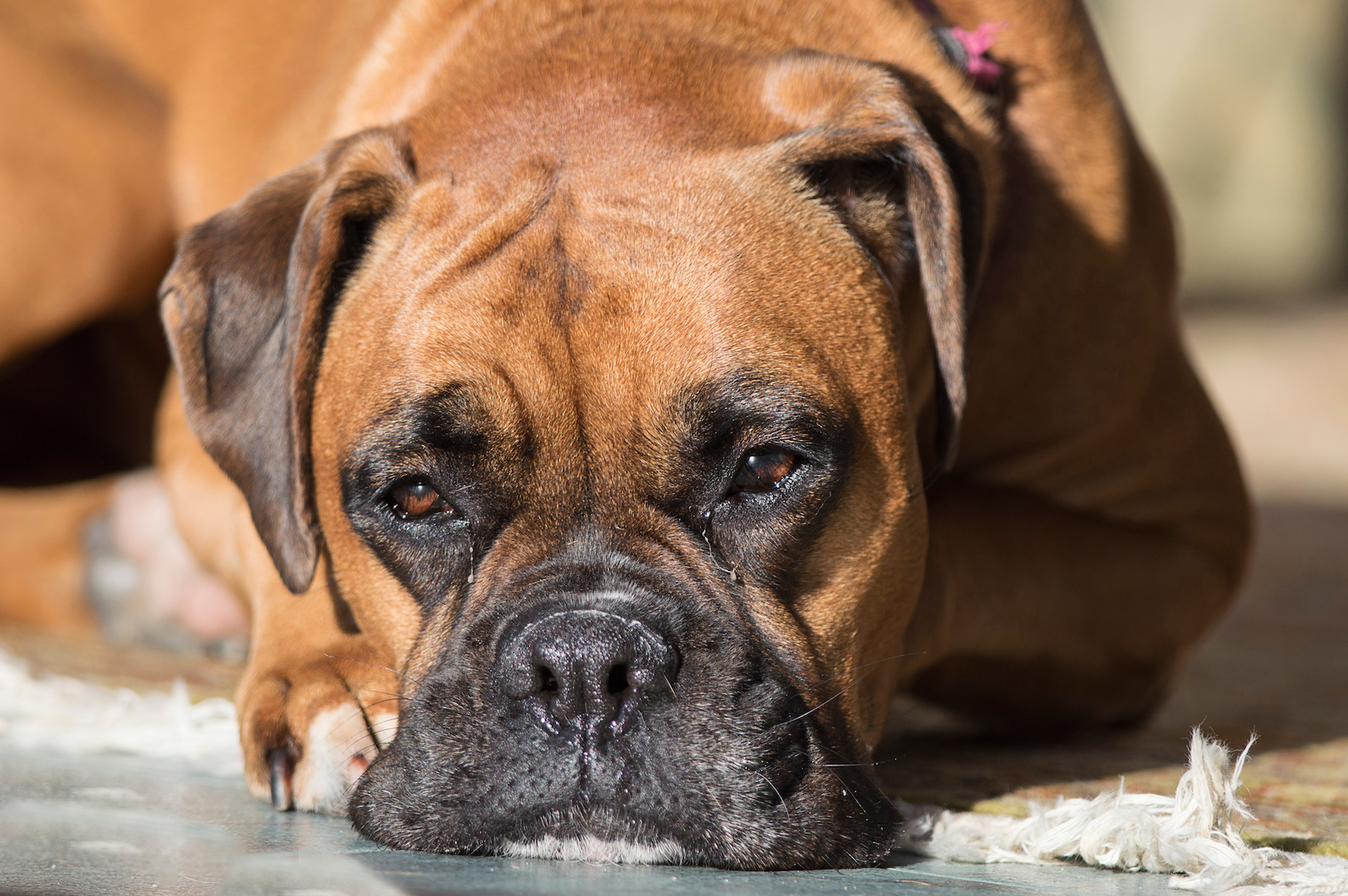 Boxer4