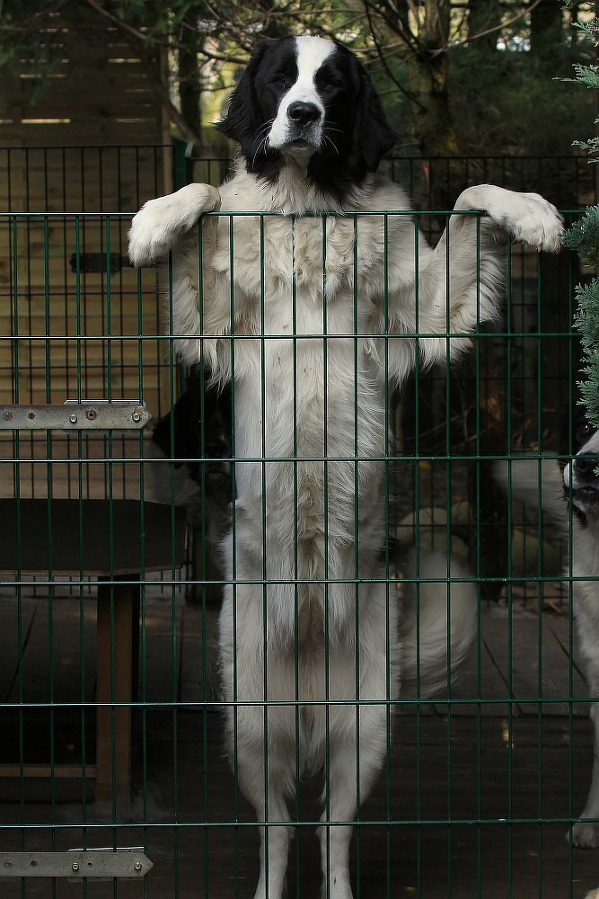 Landseer 2