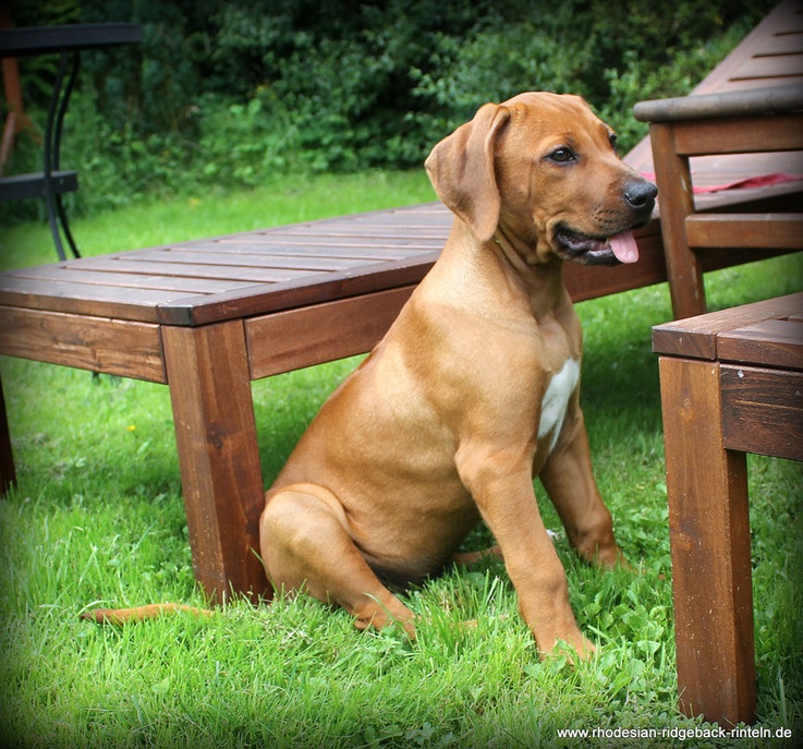 Rhodesian1