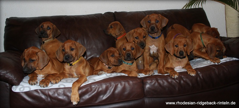 Rhodesian2