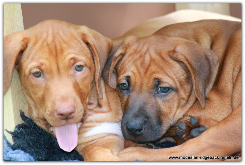 Ridgeback2