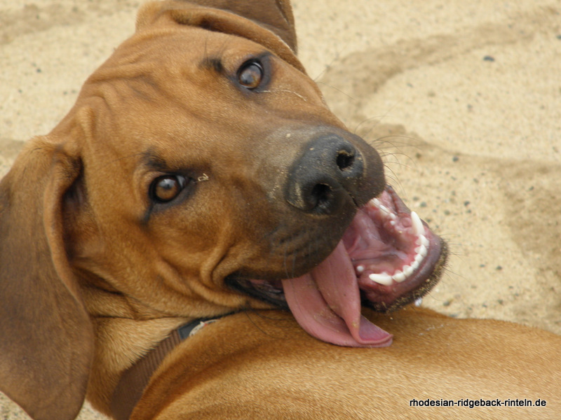 Ridgeback3
