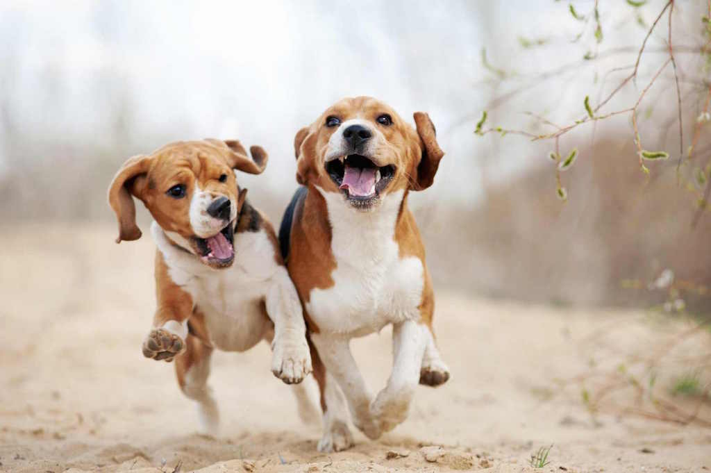 beagle3