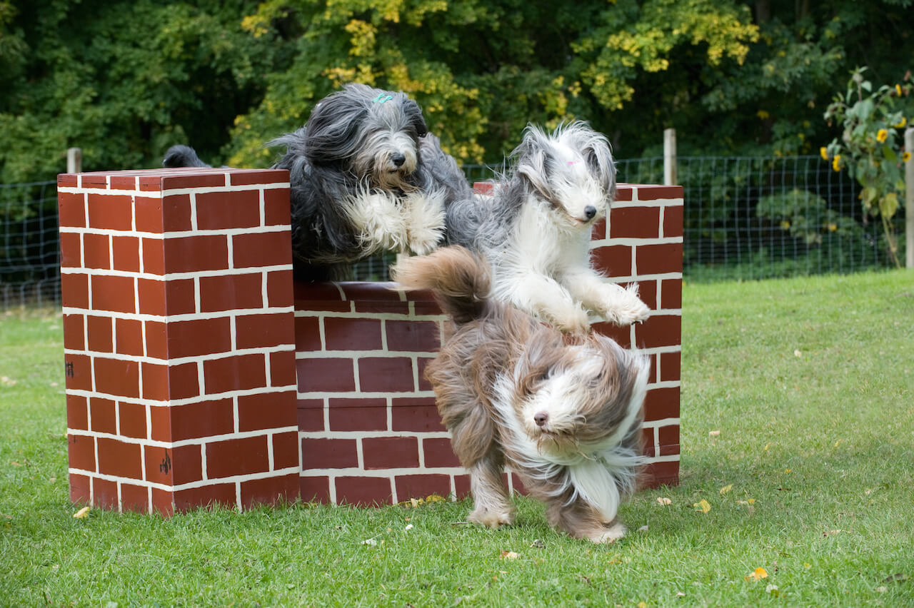 Beardedcollies beim Sprung