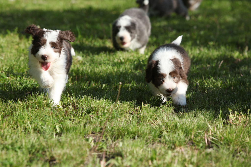 beardedcollies1