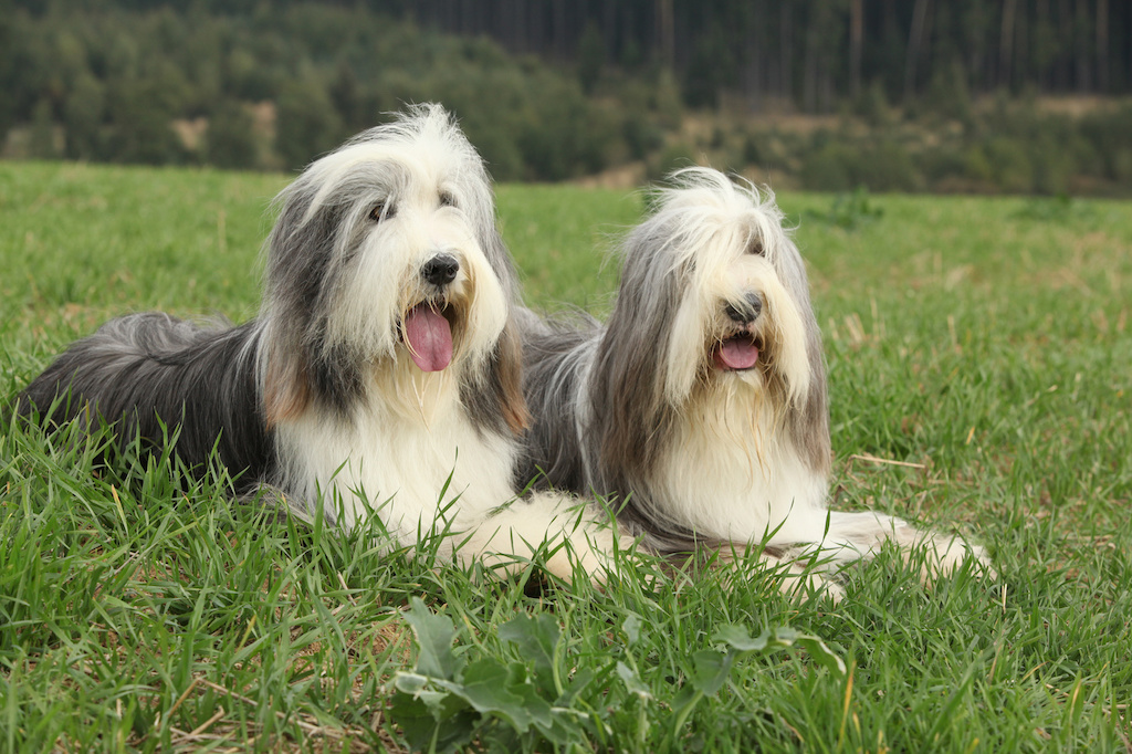 beardedcollies3