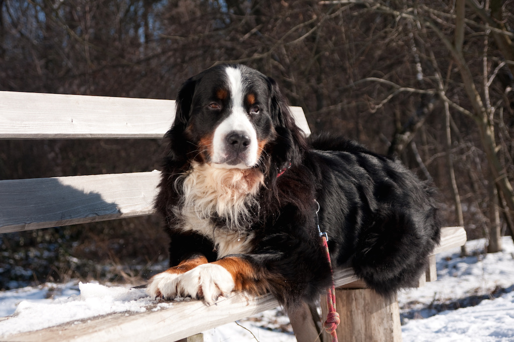bernersennehund1