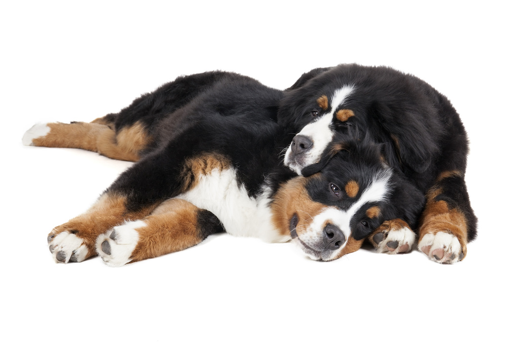 bernersennenhund3