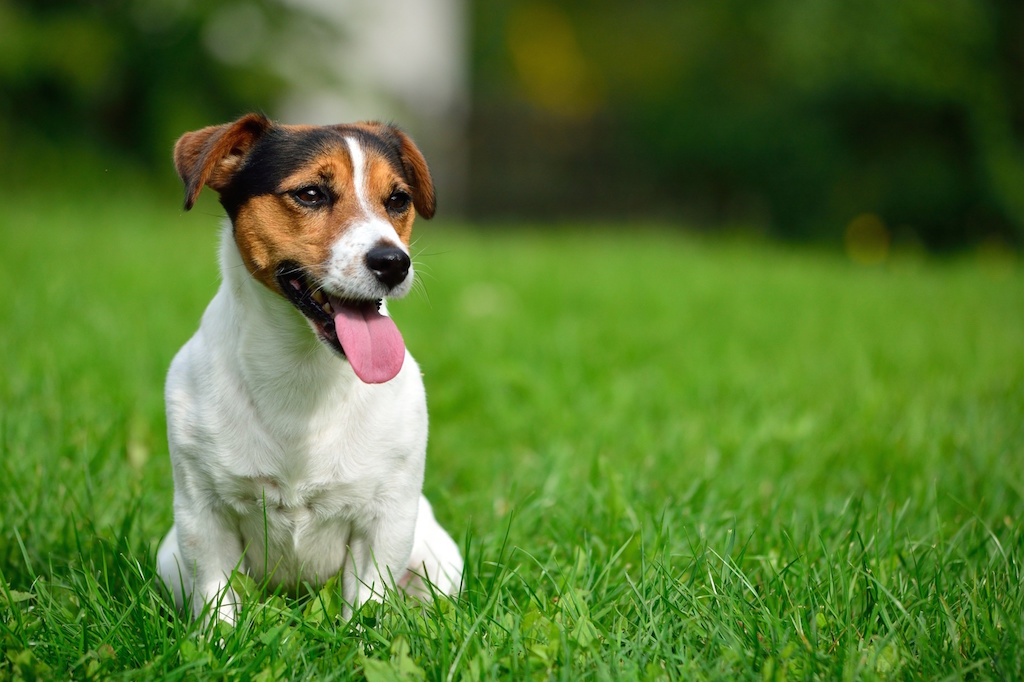 jackrussel3