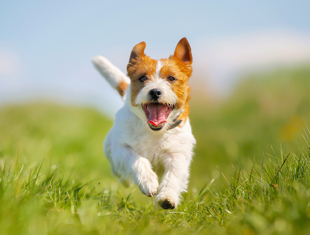 jackrusselwelpe2