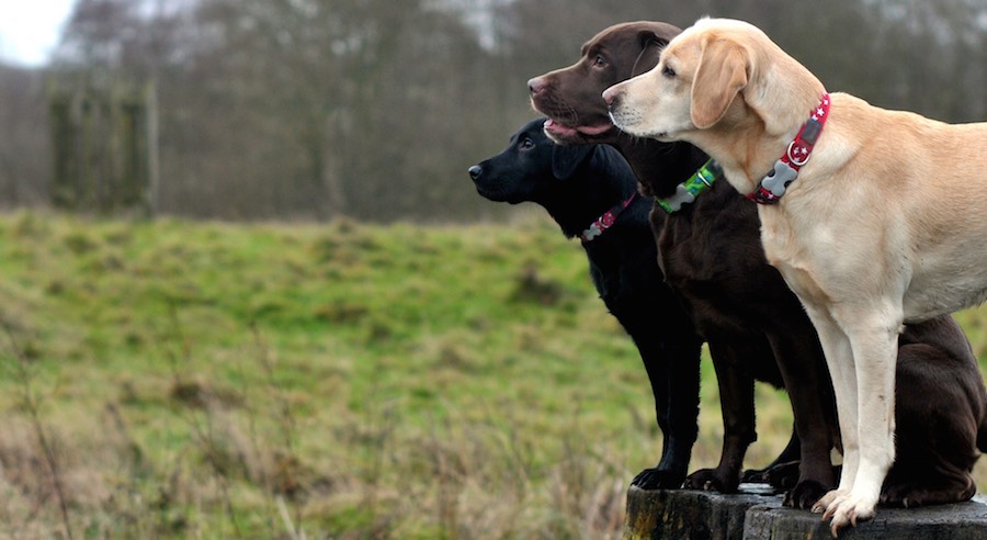 labrador1