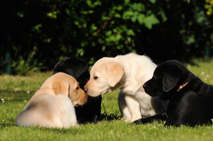 labrador2