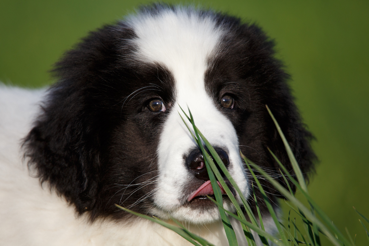 landseer
