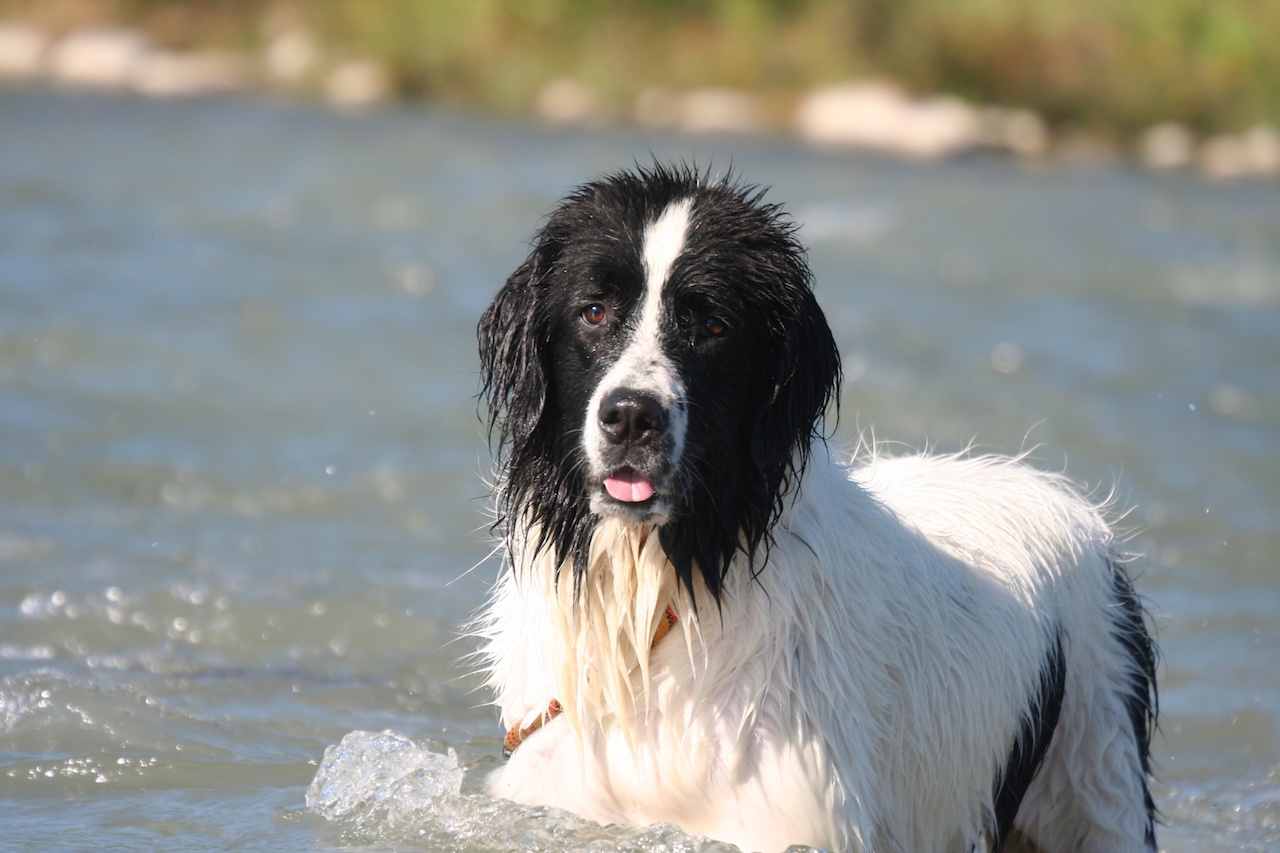landseer2