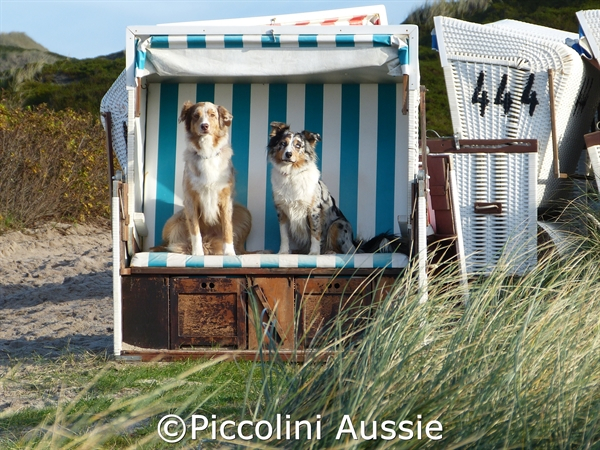 piccoliniaussie1