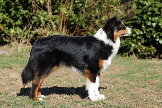 piccoliniaussie3