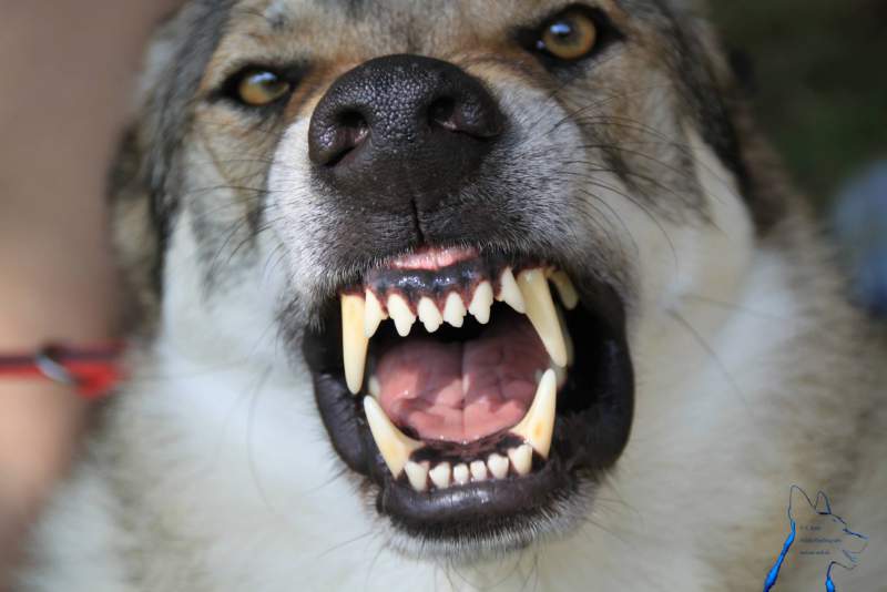 wolfshund1