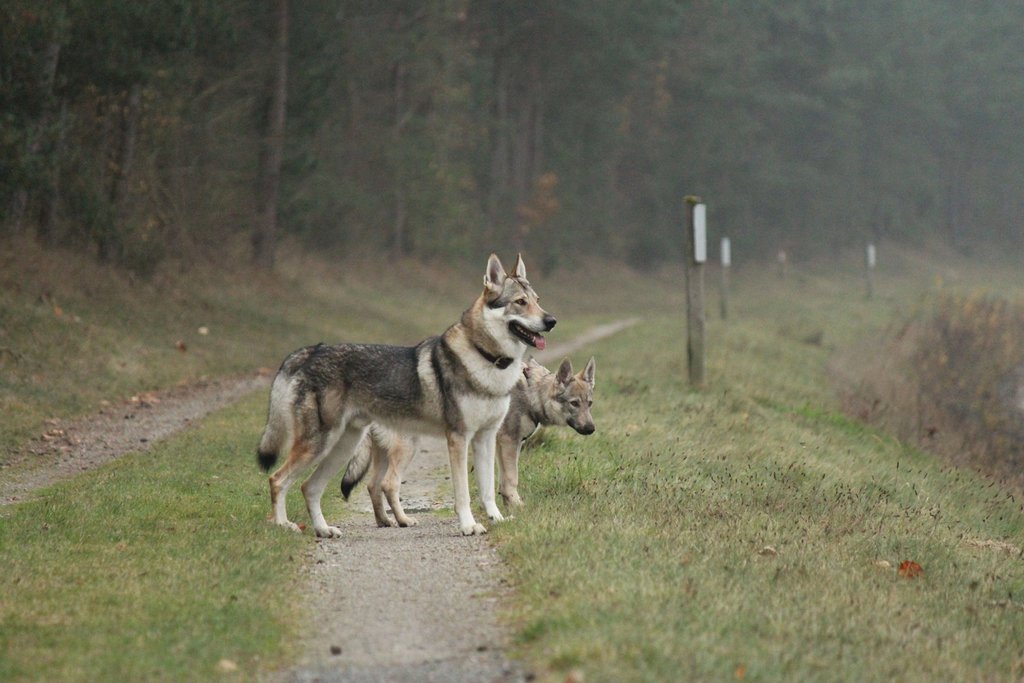 wolfshund3
