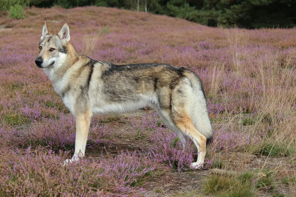 wolfshund4