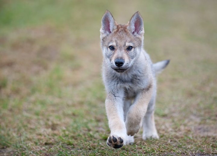 wolfshund5