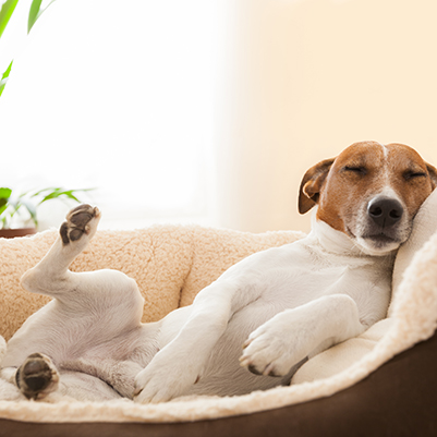 Diggerdogs und Dogmatic Hundebetreuung