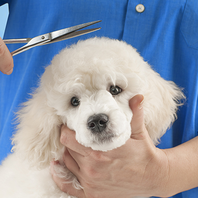 Last Mary Mobile Hundefriseurin 