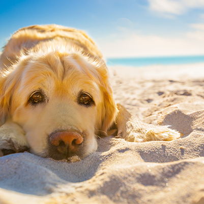 www.hundeurlaub-und-nordsee.de