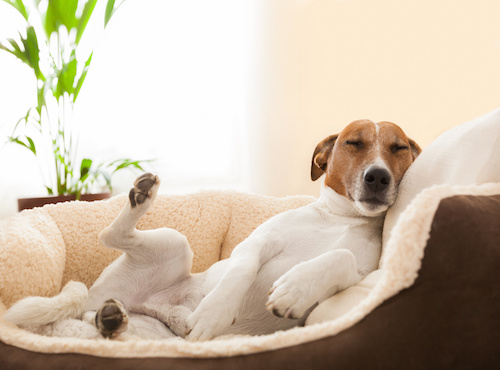 Hundebetreuung 