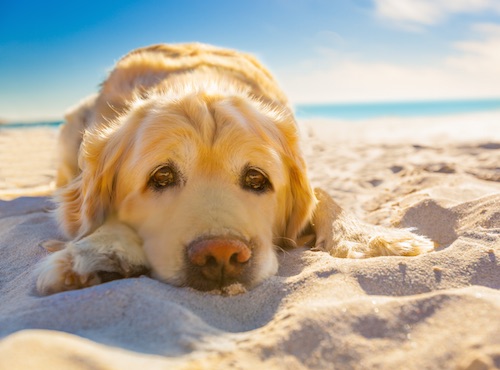 Hundeurlaube