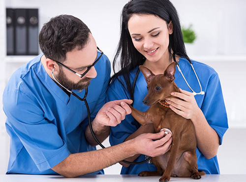 Hundegesundheit