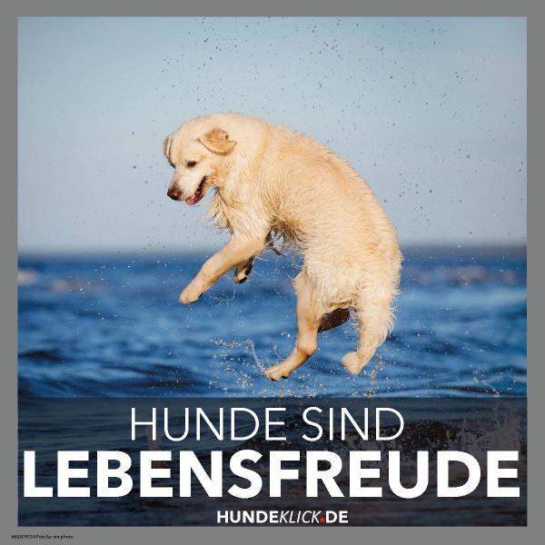 HUNDE SIND LEBENSFREUDE