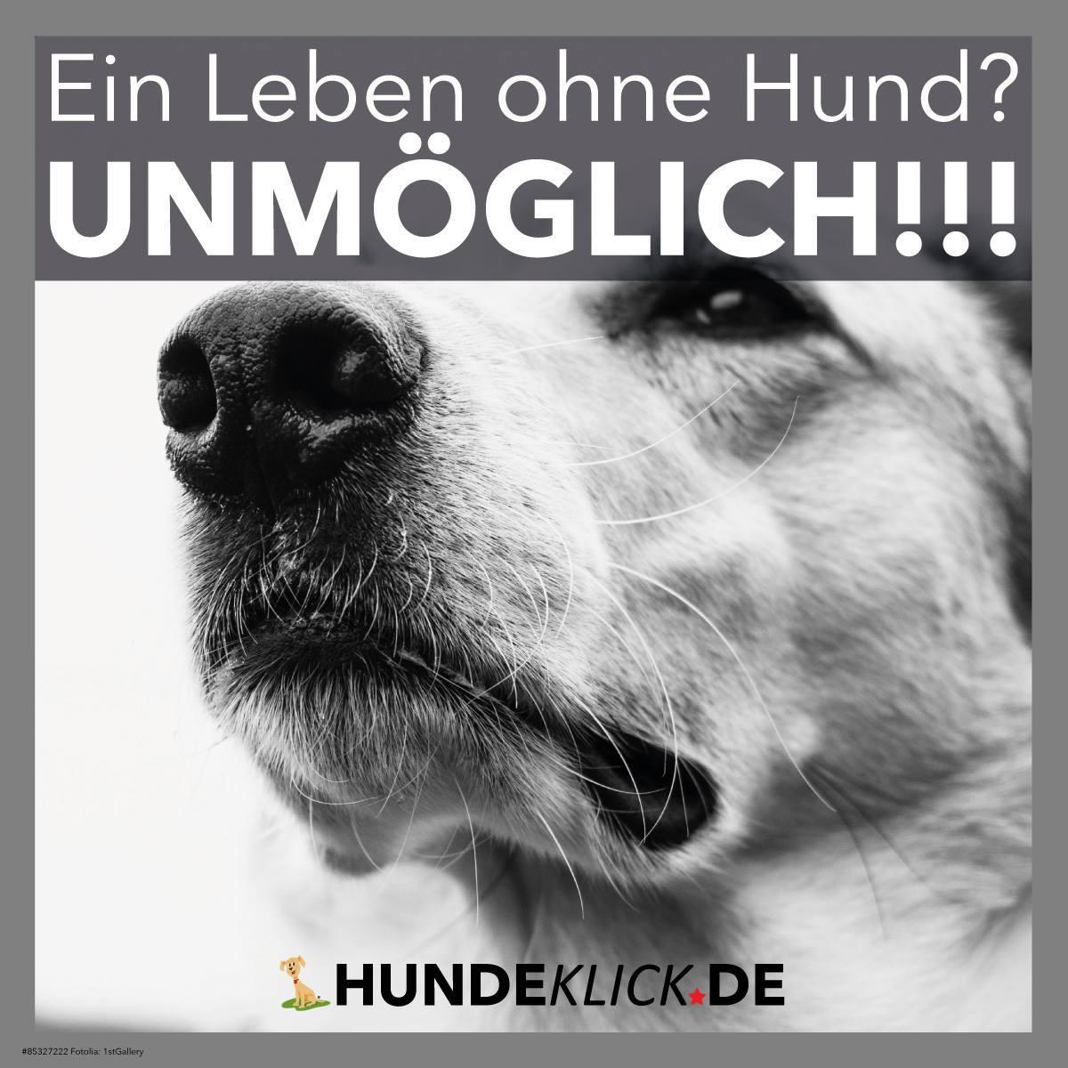 EIN LEBEN OHNE HUND...