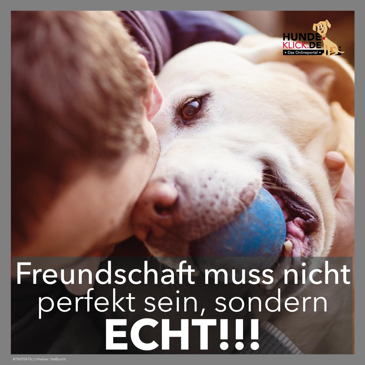 Unsere Hunde sind...