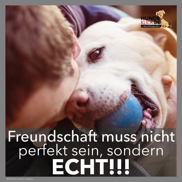 Unsere Hunde sind...