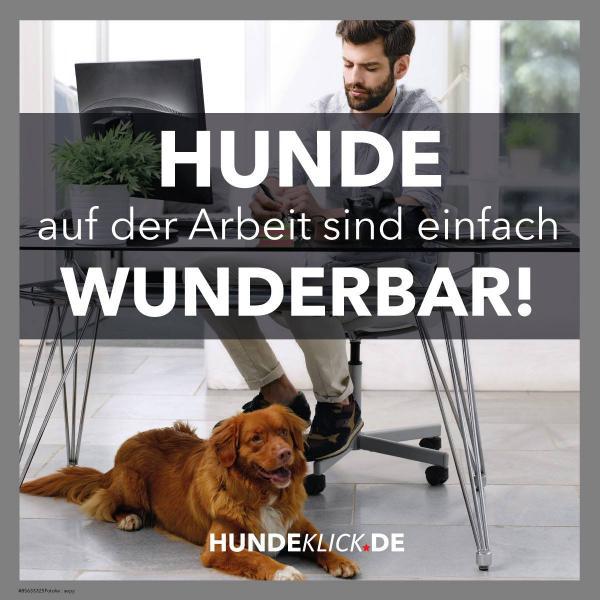 HUNDE AUF DER ARBEIT...