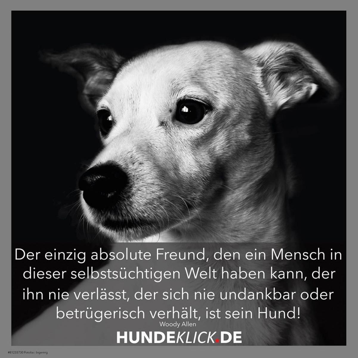 DER EINZIG ABSOLUTE...