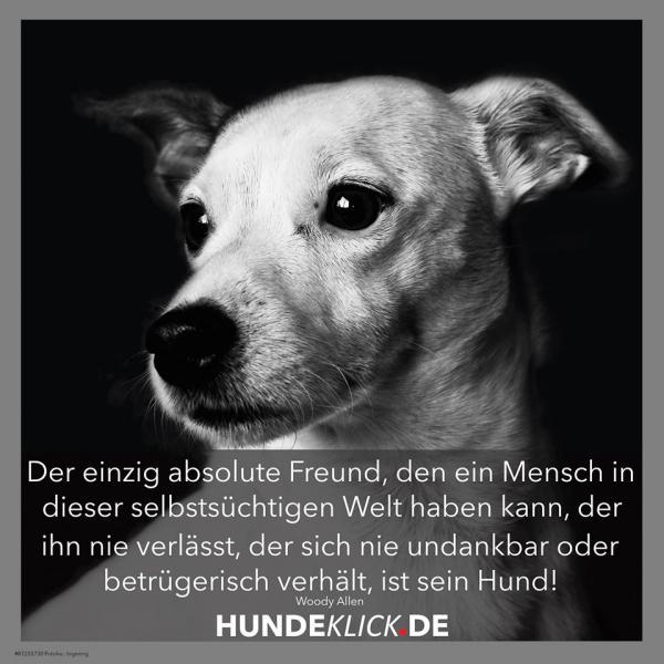 DER EINZIG ABSOLUTE...