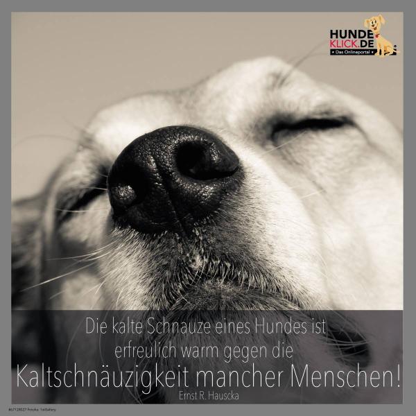 Die kalte Schnauze...