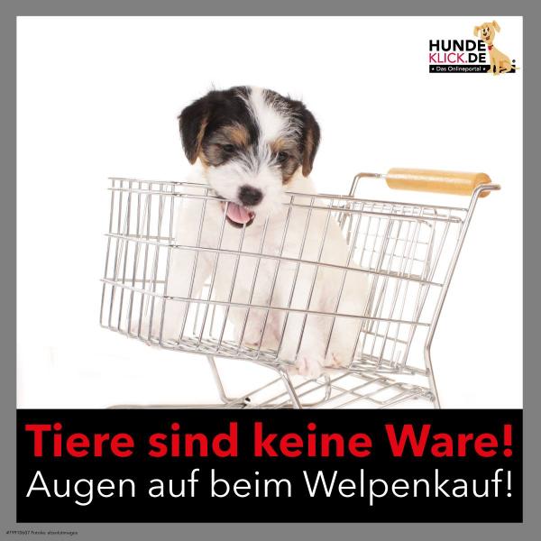 Tiere sind keine Ware...