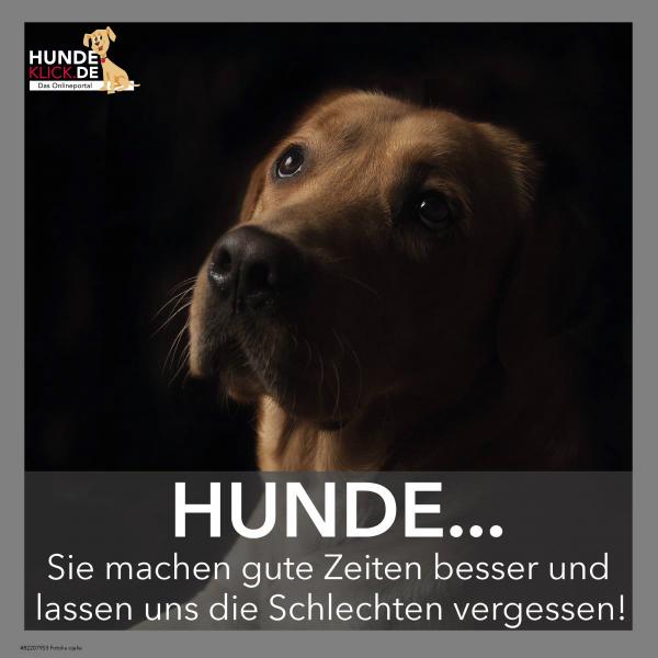 Hunde...sie machen gute Zeiten...
