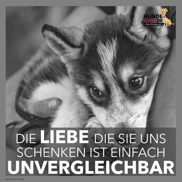 Die Liebe die sie uns...