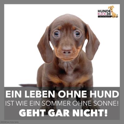 Geht gar nicht, ohne Hund!