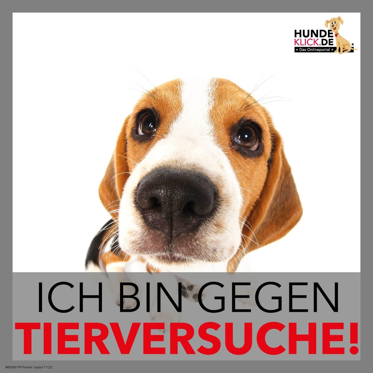 Ich bin gegen Tierversuche!