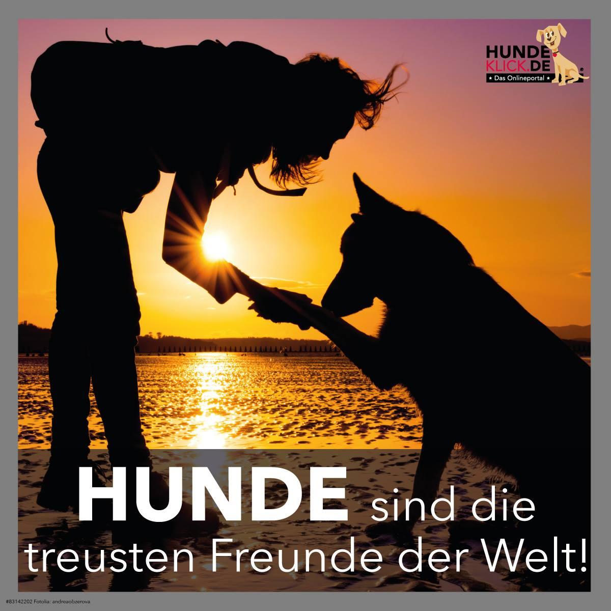 Hunde sind die...