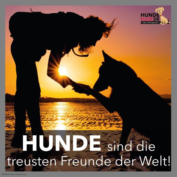 Hunde sind die...