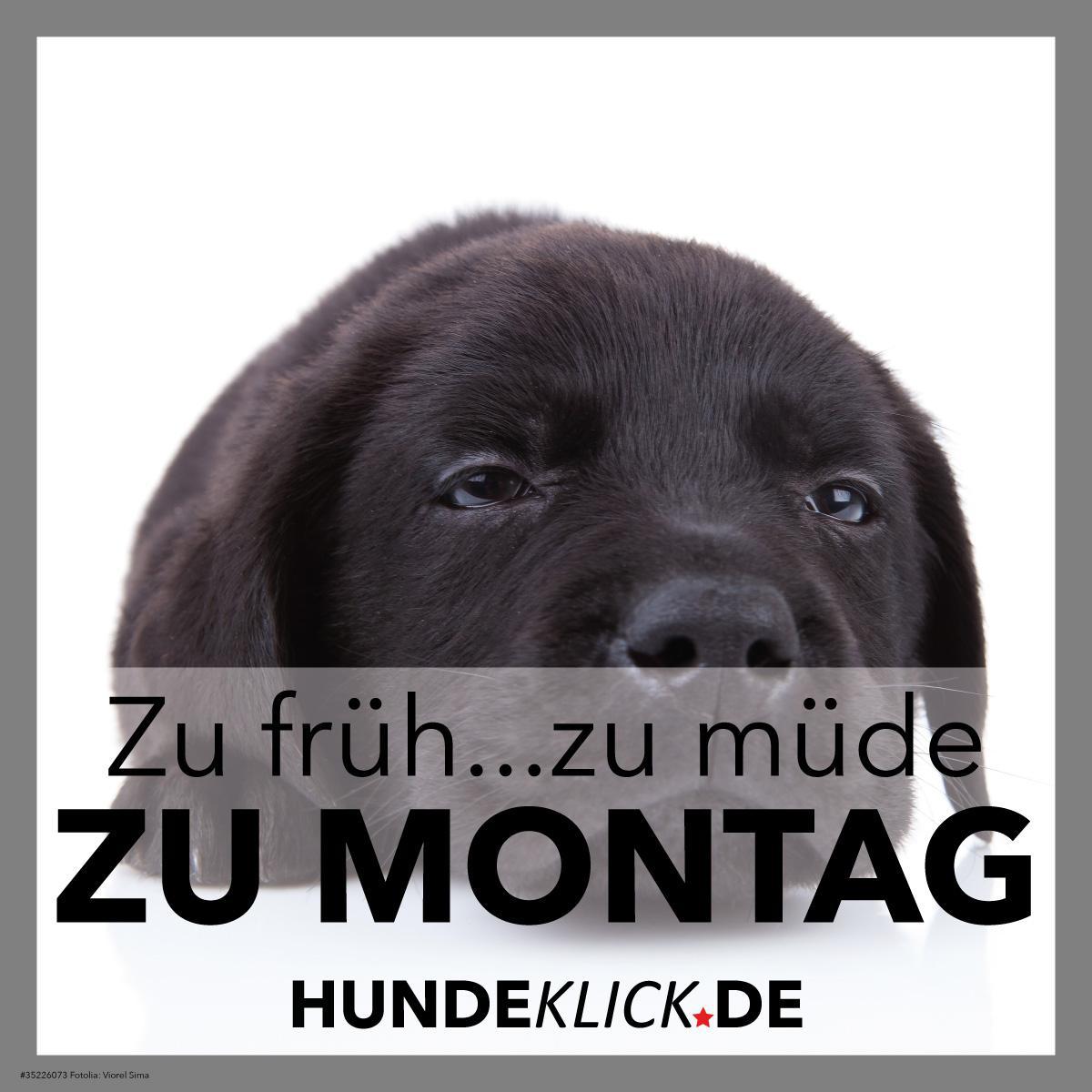 ZU FRÜH, ZU MÜDE...
