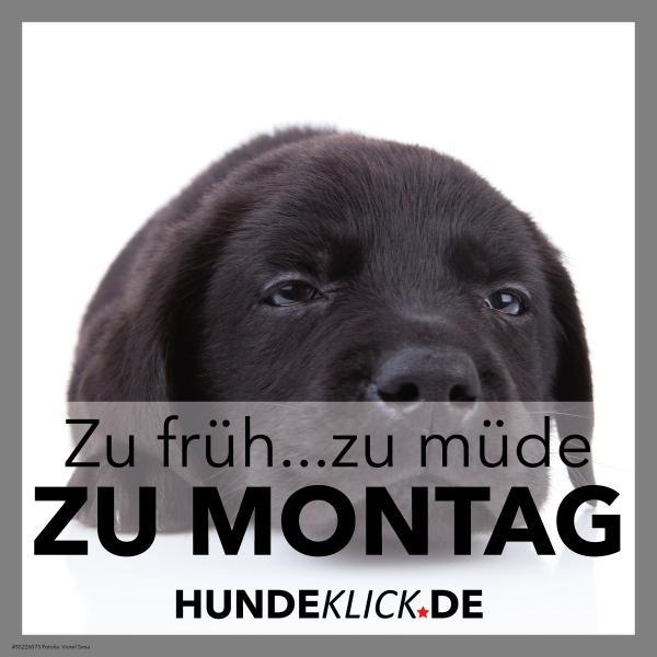 ZU FRÜH, ZU MÜDE...
