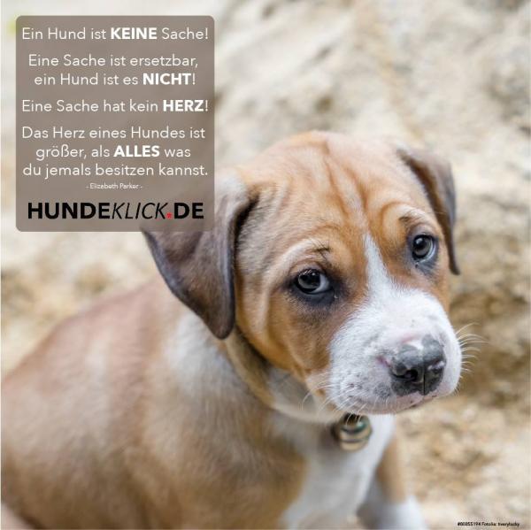 HUNDE SIND KEINE SACHE...