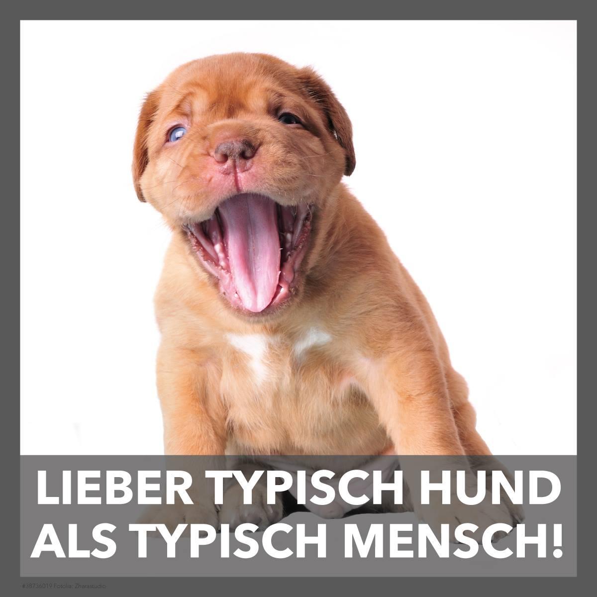 Lieber typisch Hund...
