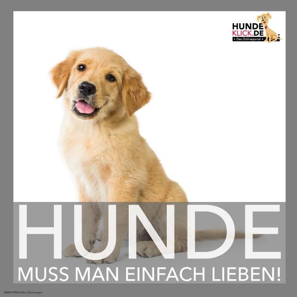 Hunde muss man einfach lieben...